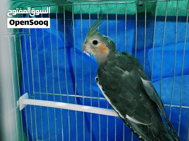 كوكتيل انثا للبيع او للبدل على ذكر كوكتيل