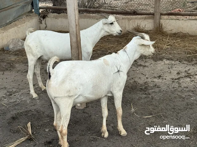 تيوسه صومالي اللبيه