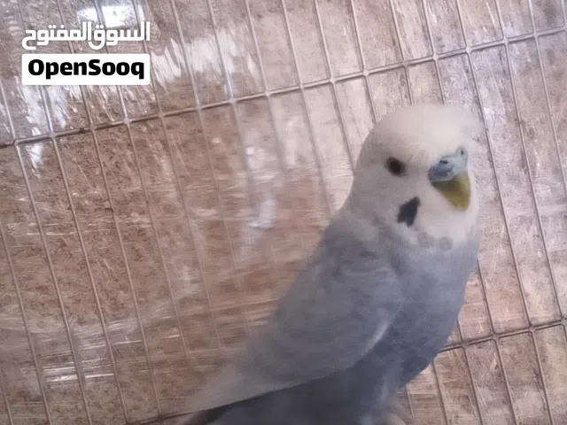 جوز بقليو انثه هوقر ودكر مخوص صحه مشاء الله