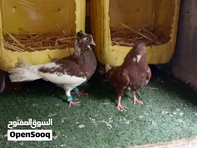 زوج زغاليل بوق بومة زينة أصلي فرصة لهواة حمام الزينة