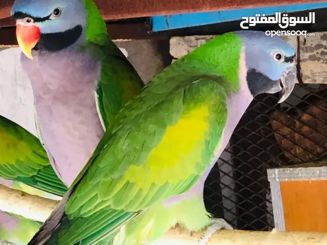 ببغاء دربيان للبيع