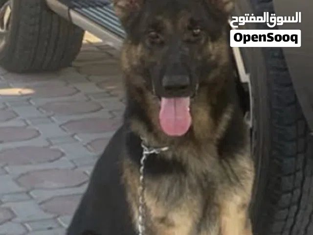 جيرمن اثنى حط سعرك وشيل