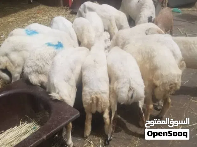 تيوس وخرفان عسل كله مراعي طبيعي واسعارنا مميزه
