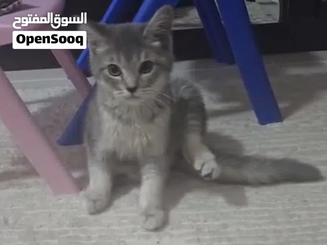 قطط بريطاني جميله