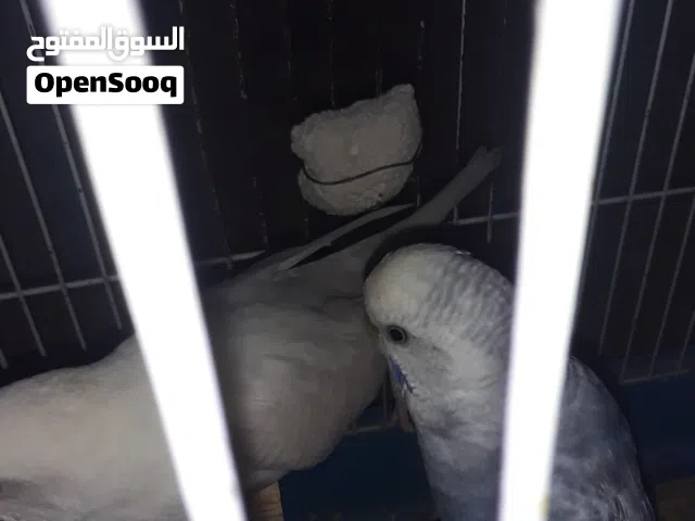 عصفير للبيع أنكليزيه كوبيه أمصوقره