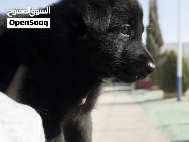 للحراسه جيرمن بلاك ...شورت هير وورك لاين..جميع المطاعيم..الاهالي متوفره للمعاينه والمشاهده