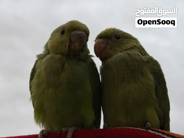 بغباء الدره