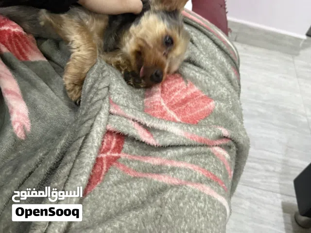 كلب صغير للبيع