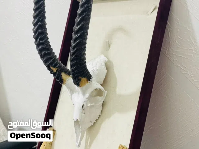 قرون غزال للزينه