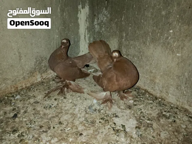 حمام للبيع