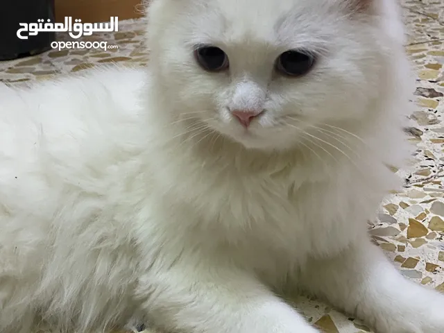 للتبني بزونة بيضة تجنن