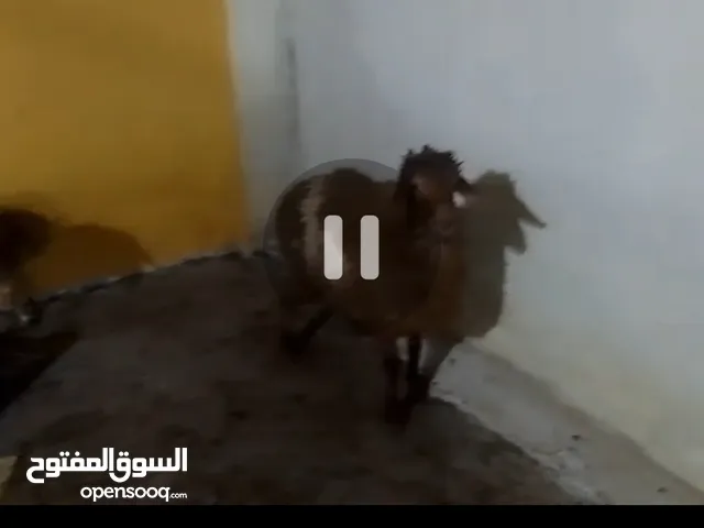 ثلاث عبر اعمار سته اشهر ونص مضحيات للبيع