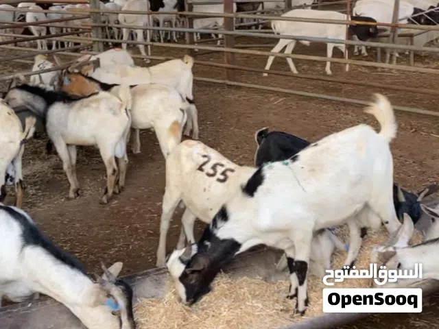 وصول دفعه جديدة من الحلال المطعوم فرصة للمشترين