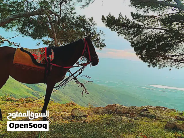 فرس عربيه بدويه  للبيع عمر 6 سنوات
