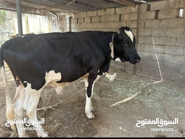 عجل ضروس الحبيب تبي حال بقر او مناطح زين يدخل تعليم يناطح