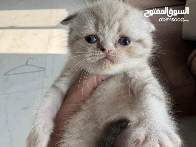 قطط هملايا بيور ذكر واحد واناث اثنين