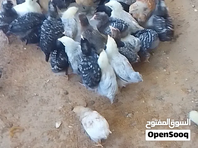 تقريبا 50طرف كتكوت عربي غليظ للبيع