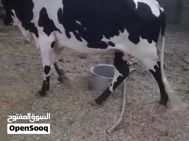 ثور هجين هولندي محلي