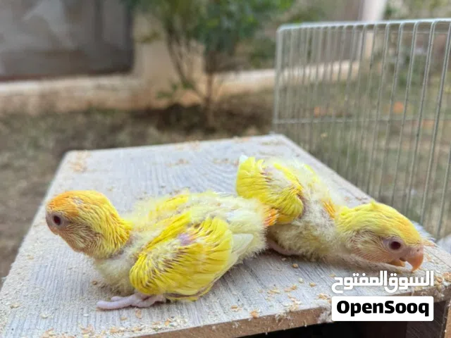 متوفر كوبيه اورنج لفه تامه