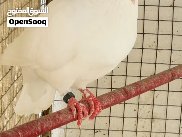حمام فرنسي مطور