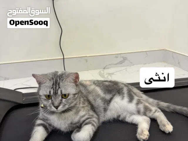 قطة اميركن شورت هير للتبني