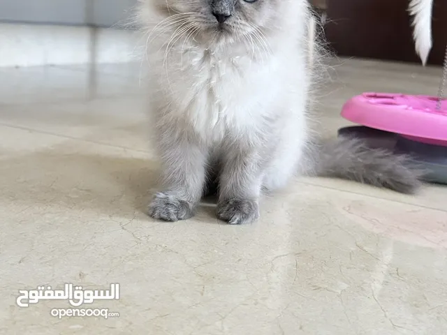 Kitten ragdoll