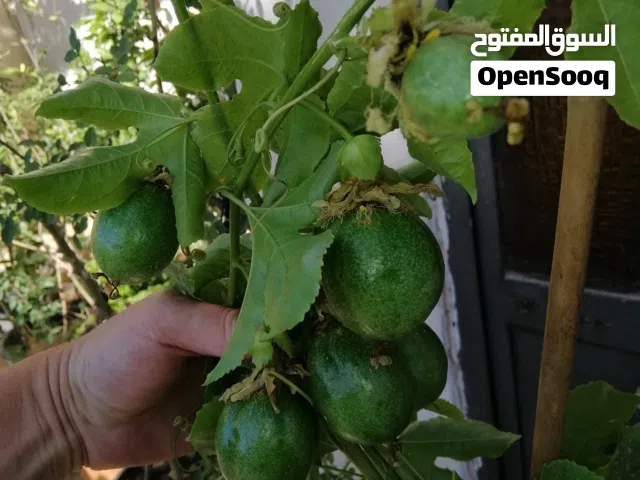 باشن فروت تحمل ثمر وزهر السعر 5 دنانير حتى نفاذ الكمية