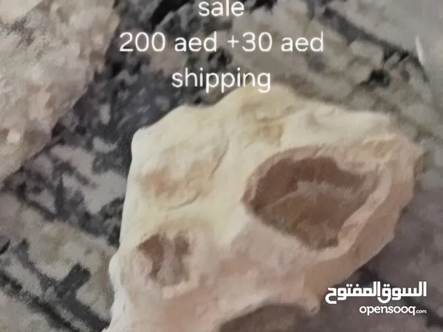 Rare jabel hafeet white chert for 230 dirhams