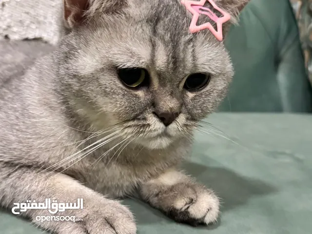 للتبني قطه نثيه سكوتش ستريت