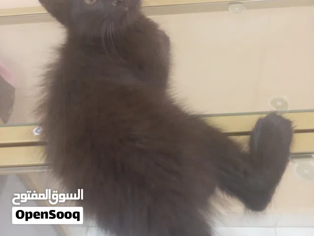 قط شيرازي صغير فيس حزين