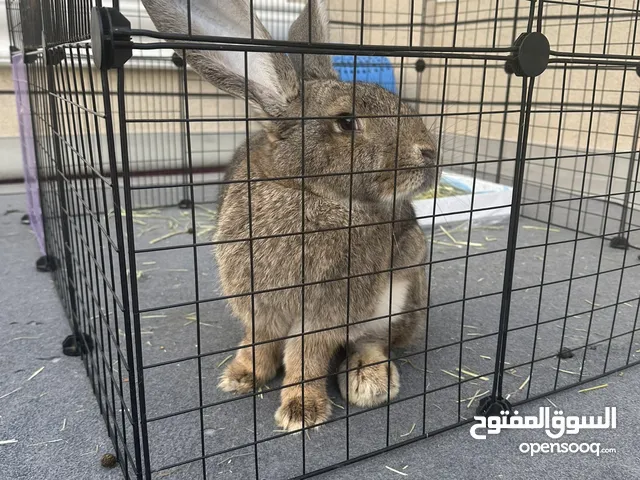 الأرنب العملاق