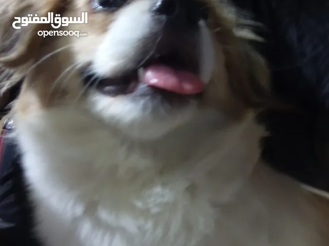 حيوانات كلبه .. نثيه انگليزيه