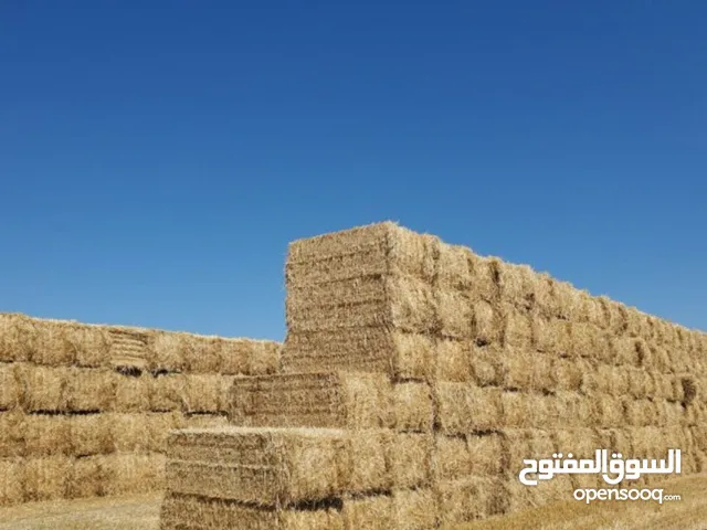 تبن قمح جاهز للتصدير