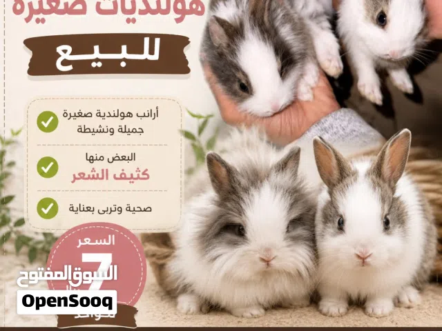 ارانب هولنديات صغار