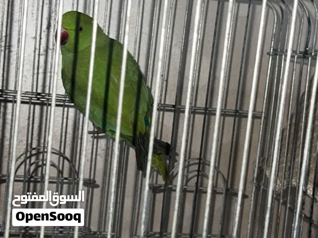 ببغاء دره هادي وأليف