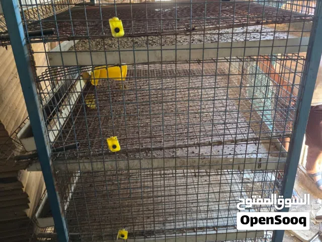 اقفاص لتربية الطيور مثل الفر