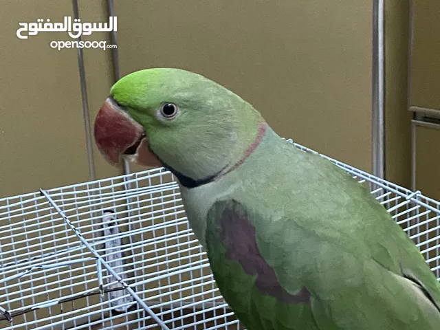 ببغاء دره نيبالي للبيع