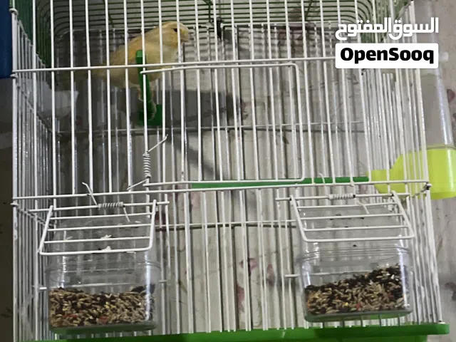 فحل كناري للبيع