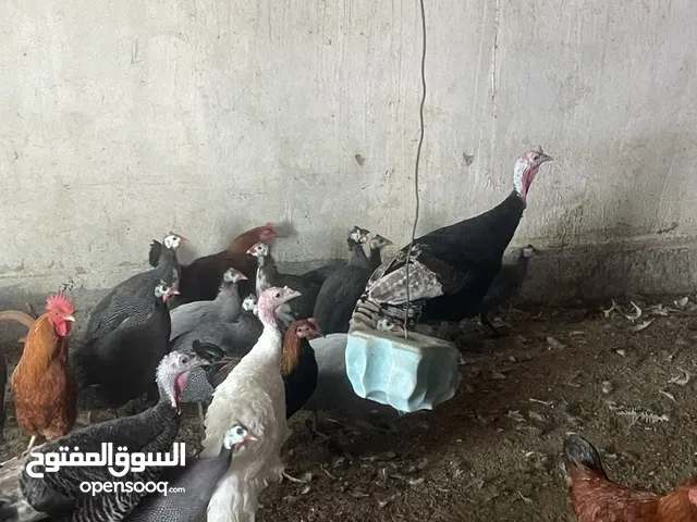 للبيع دجاج رومي و دجاج حبشي و دياكه فرنسيه الأحمر بيورو