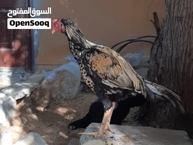 للبيع ثلاث دياجه الديج الواحد ب 400 درهم