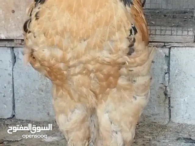 جاج براهمي بف اصفر