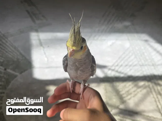 بغبغا كوكتيل لون صاصي