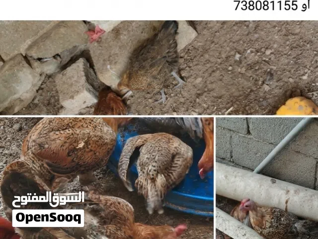 دجاج فيومي ذهبي