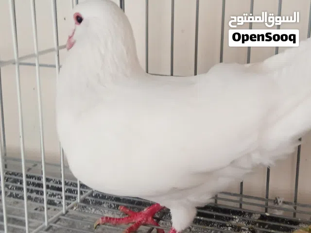 عرض ناار ولا بالاحلام