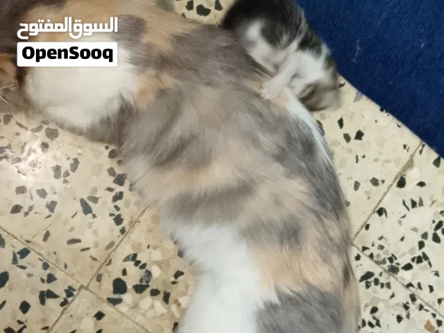 Russian Cat for sell