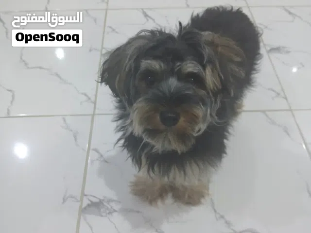 كلب يوركشاير للبيع مدرب علي التواليت في الحمام معاه دفتر التطعيمات  تحب الاطفال واللعب  البيع لظروف