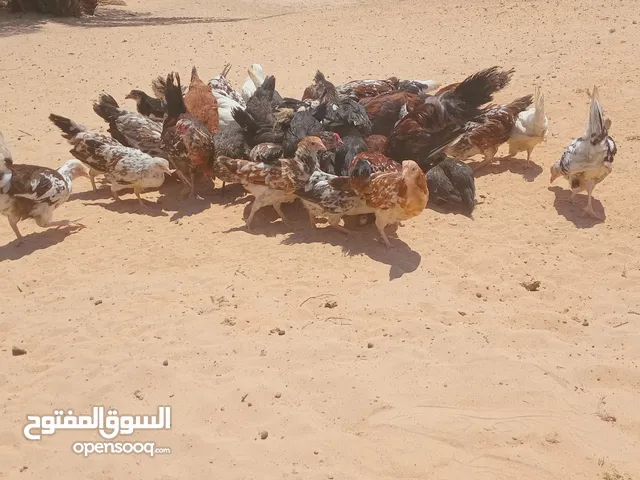 عتاتيق زهري وعربي