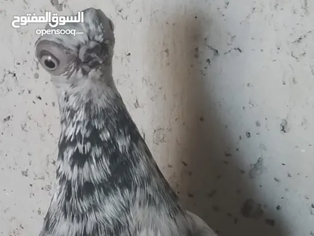 جوزين 3 طواير بدبست بلوني البيع 4 جواز