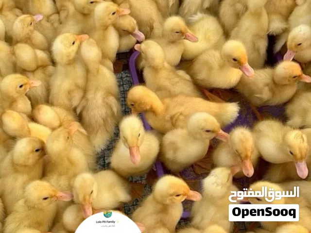عروض المزرعة اليوم دجاج وبط ومنتجات طازجة