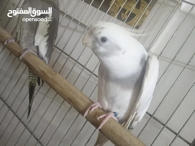 جوز كوكتيل جامبو للبيع